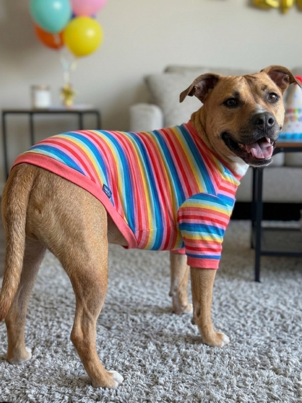 Birthday Pup Rainbow Stripe Dog Tee